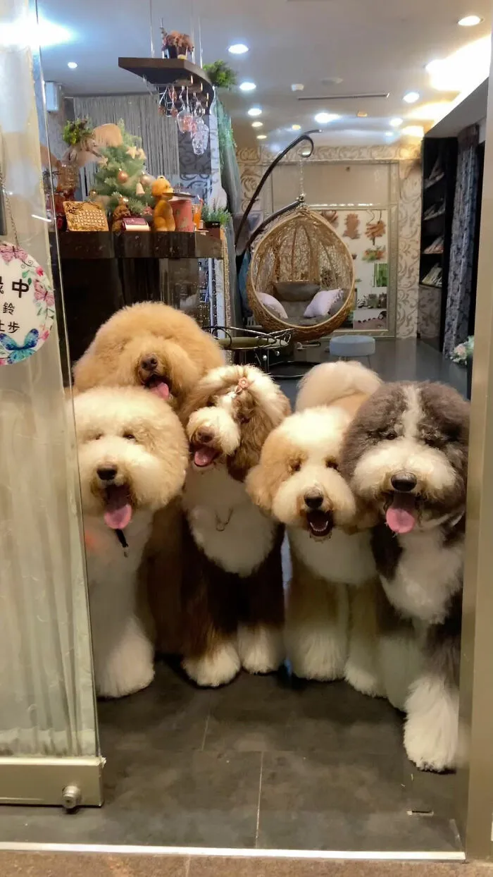 48 Photos Of Cute Fluffy Dog Squad Shared By This Instagram Account