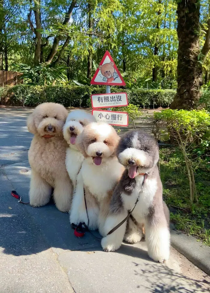 48 Photos Of Cute Fluffy Dog Squad Shared By This Instagram Account