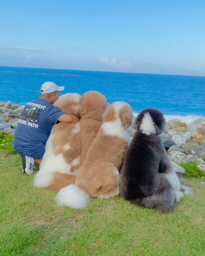 48 Photos Of Cute Fluffy Dog Squad Shared By This Instagram Account