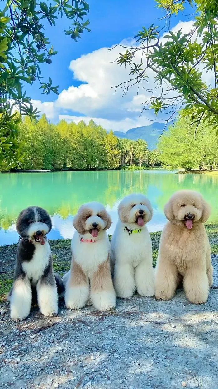 48 Photos Of Cute Fluffy Dog Squad Shared By This Instagram Account
