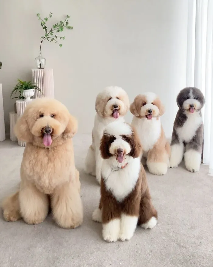 48 Photos Of Cute Fluffy Dog Squad Shared By This Instagram Account