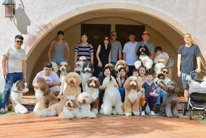 48 Photos Of Cute Fluffy Dog Squad Shared By This Instagram Account