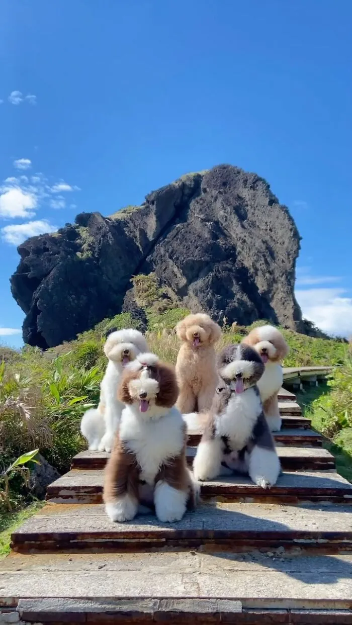 48 Photos Of Cute Fluffy Dog Squad Shared By This Instagram Account