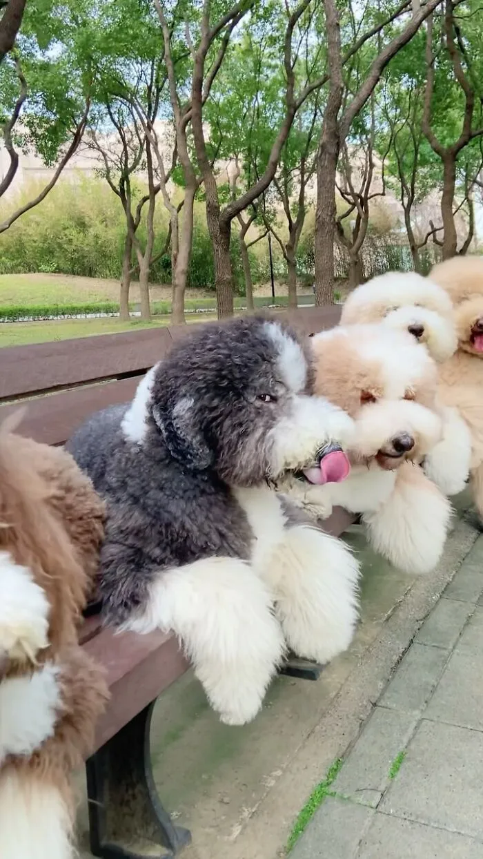 48 Photos Of Cute Fluffy Dog Squad Shared By This Instagram Account