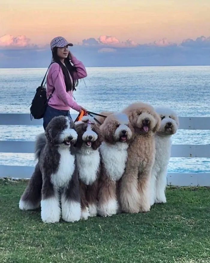 48 Photos Of Cute Fluffy Dog Squad Shared By This Instagram Account