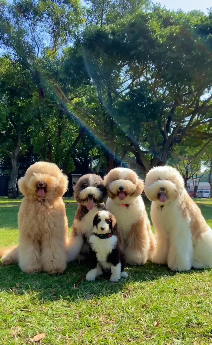48 Photos Of Cute Fluffy Dog Squad Shared By This Instagram Account