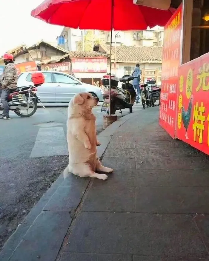 50 Hilarious Pictures Of Animals Going Off The Rails And Full “Goblin Mode” (New Pics)