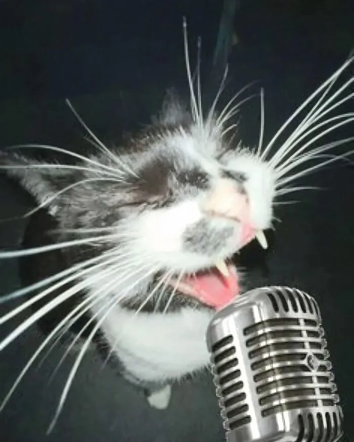 50 Hilarious Pictures Of Animals Going Off The Rails And Full “Goblin Mode” (New Pics)