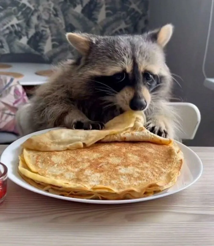 50 Hilarious Pictures Of Animals Going Off The Rails And Full “Goblin Mode” (New Pics)