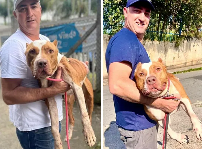 35 Unforgettable Dog Before-And-After Transformations That Show The Power Of Compassion