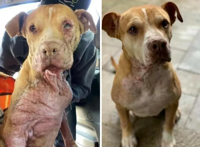 35 Unforgettable Dog Before-And-After Transformations That Show The Power Of Compassion