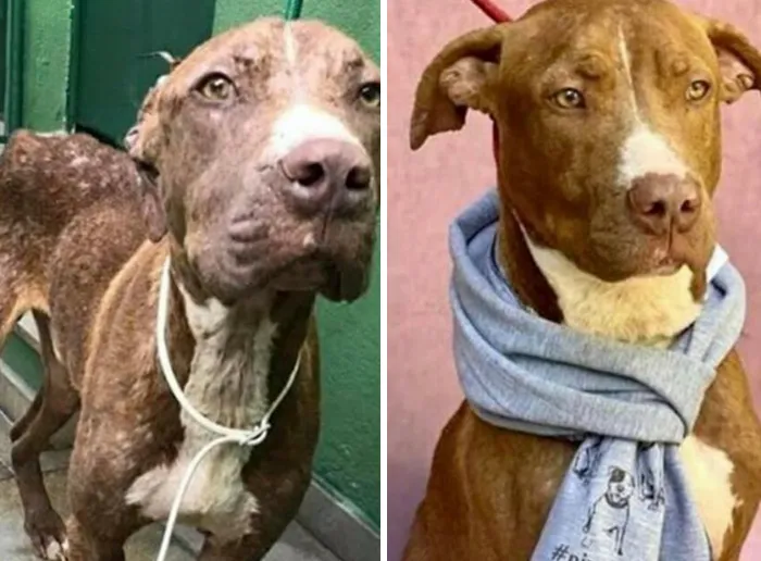 35 Unforgettable Dog Before-And-After Transformations That Show The Power Of Compassion