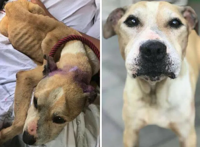 35 Unforgettable Dog Before-And-After Transformations That Show The Power Of Compassion