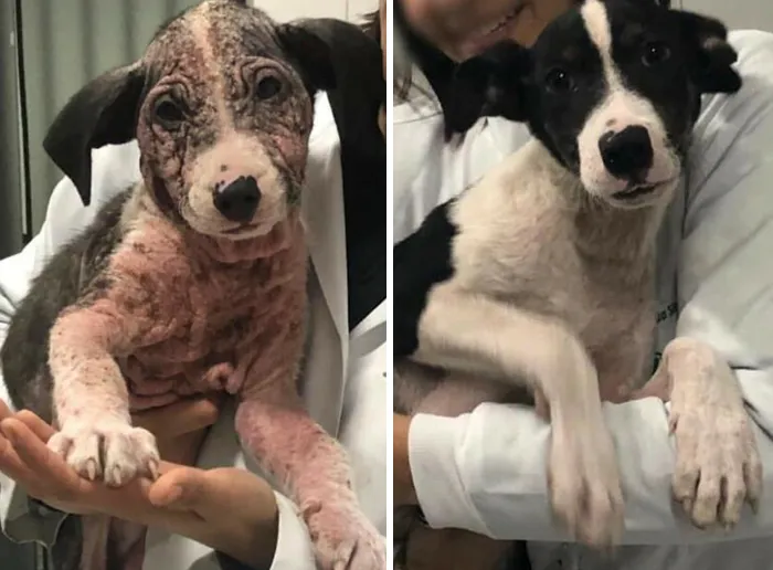 35 Unforgettable Dog Before-And-After Transformations That Show The Power Of Compassion