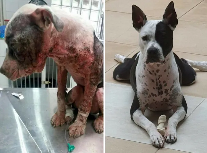 35 Unforgettable Dog Before-And-After Transformations That Show The Power Of Compassion
