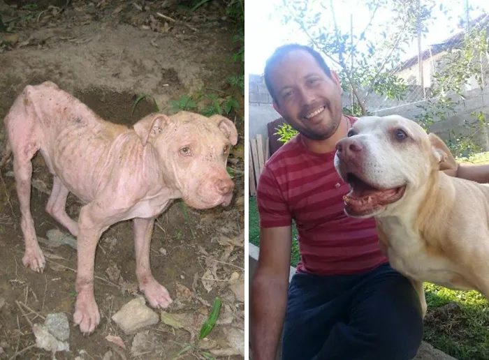 35 Unforgettable Dog Before-And-After Transformations That Show The Power Of Compassion