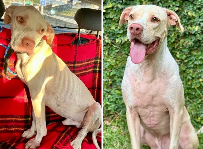 35 Unforgettable Dog Before-And-After Transformations That Show The Power Of Compassion