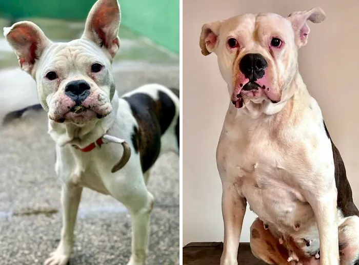 35 Unforgettable Dog Before-And-After Transformations That Show The Power Of Compassion