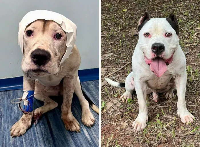35 Unforgettable Dog Before-And-After Transformations That Show The Power Of Compassion
