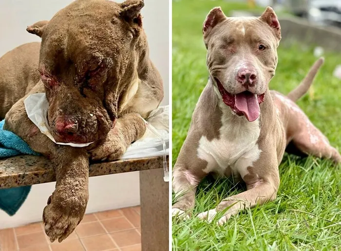 35 Unforgettable Dog Before-And-After Transformations That Show The Power Of Compassion