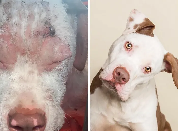 35 Unforgettable Dog Before-And-After Transformations That Show The Power Of Compassion