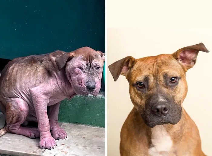 35 Unforgettable Dog Before-And-After Transformations That Show The Power Of Compassion