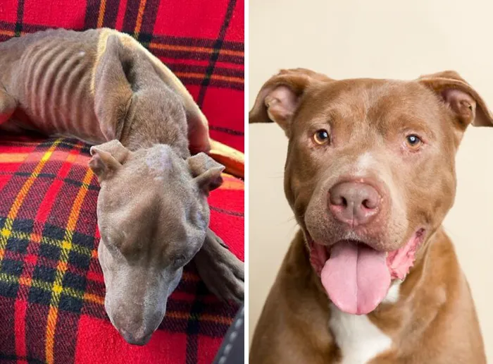 35 Unforgettable Dog Before-And-After Transformations That Show The Power Of Compassion