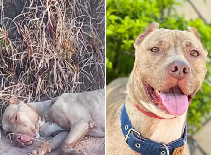 35 Unforgettable Dog Before-And-After Transformations That Show The Power Of Compassion