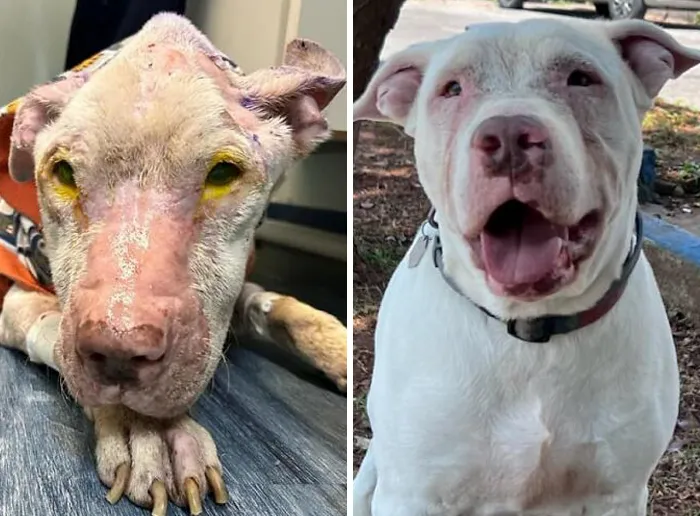 35 Unforgettable Dog Before-And-After Transformations That Show The Power Of Compassion
