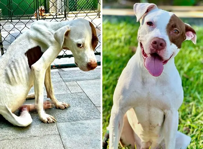 35 Unforgettable Dog Before-And-After Transformations That Show The Power Of Compassion