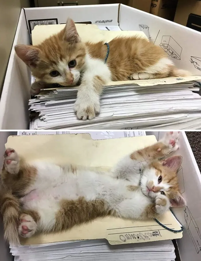 Working From Home... With A Kitten