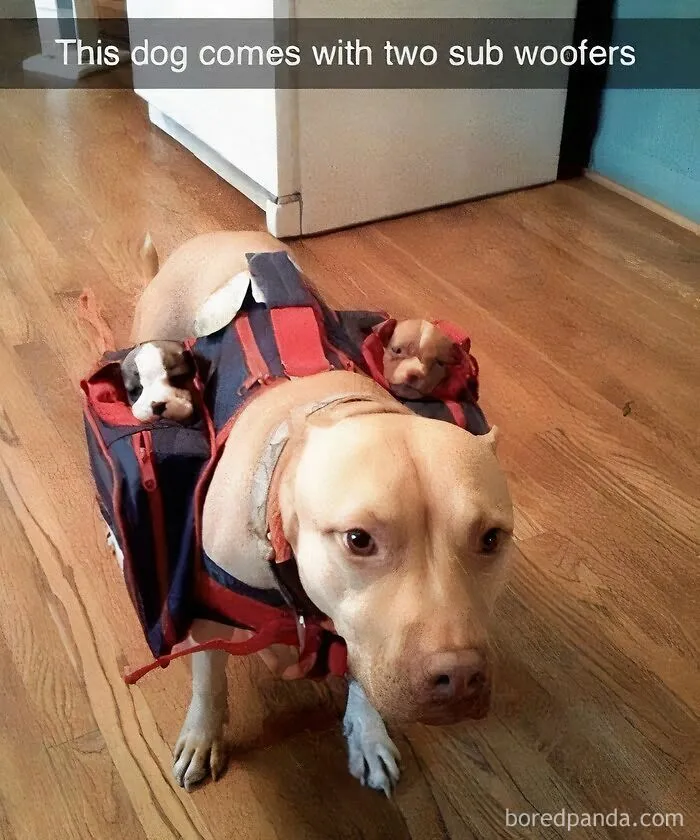 50 Times Dogs Were So Funny And Cute Owners Just Couldn’t Help But Share (New Pics)
