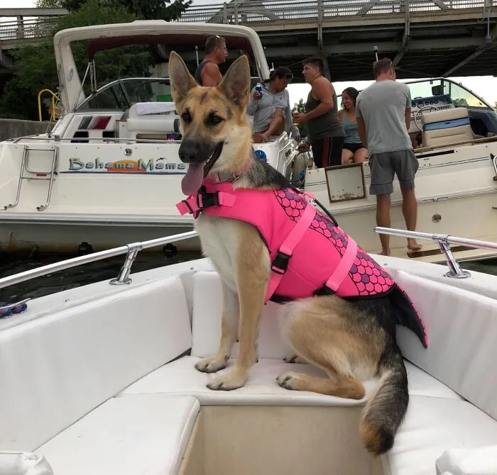 Your Dog Can Now Make A Stylish Splash And Stay Safe During All Those Summer Water Adventures With <a Style="Display:inline;" Href="Https://Www.amazon.com/Dp/B0bxrvphb1?pd_rd_i=b0bxrvphb1&pd_rd_w=igzxd&content-ID=amzn1.sym.f2f1cf8f-Cab4-44dc-82ba-0ca811fb90cc&pf_rd_p=f2f1cf8f-Cab4-44dc-82ba-0ca811fb90cc&pf_rd_r=a3pqj34csz7vdptc8n74&pd_rd_wg=tiykd&pd_rd_r=f520cec8-A753-44c7-98d1-693c850a39a1&s=pet-Supplies&sp_csd=d2lkz2v0tmftzt1zcf9kzxrhawxfdghlbwf0awm&th=1&linkcode=ll1&tag=bppanther-20&linkid=ac8af08eb1e86e732447dc22f5291914&language=en_us&ref_=as_li_ss_tl" Target="_blank"><span Style="Font: Inherit; Color: #d74b1f;"> This Doggie Life Jacket</Span>, Because Even The Best Swimmers Appreciate A Little Extra Buoyancy (And A Cute Fin)