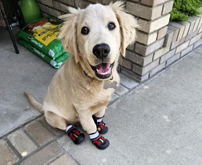 Your Pup Can Finally Say 'See Ya' To That Awkward Hot Pavement Dance This Summer Thanks To <a Style="Display:inline;" Href="Https://Www.amazon.com/Qumy-Waterproof-Reflective-Velcro-Anti-Slip/Dp/B07jnslsh8?ie=utf8&th=1&linkcode=ll1&tag=bppanther-20&linkid=497fbbeed9b40e8aad0dd6e250a05e07&language=en_us&ref_=as_li_ss_tl" Target="_blank"><span Style="Font: Inherit; Color: #d74b1f;"> These Dog Shoes</Span> That Protect Their Precious Toe Beans From Feeling Like They're Walking On Actual Lava