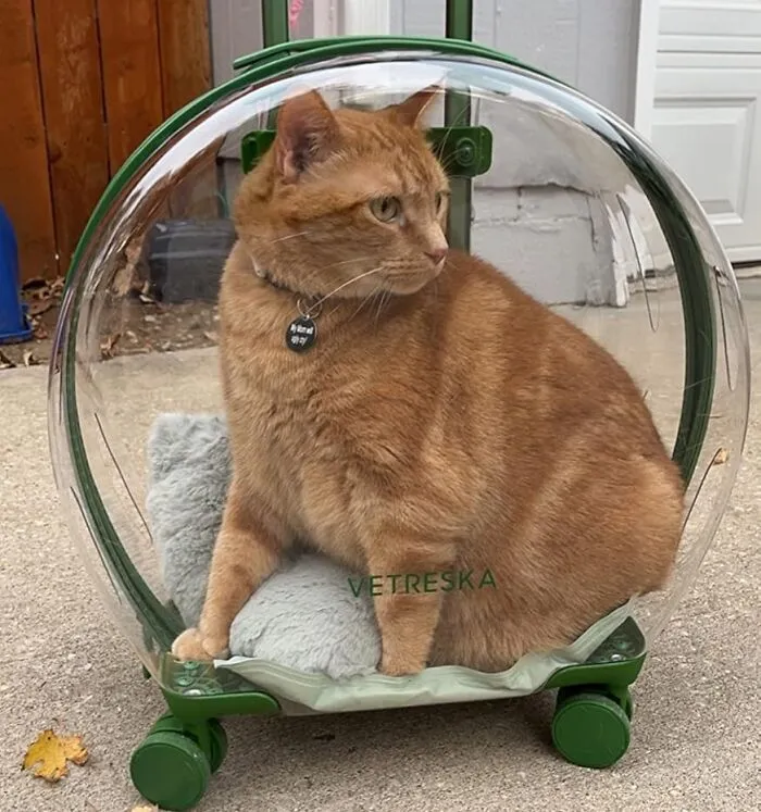 Your Pet Can Now Survey Their Summer Kingdom Like The Tiny Monarch They Are From <a Style="Display:inline;" Href="Https://Www.amazon.com/Vetreska-Carrier-Lightweight-Trolley-Transparent/Dp/B08r8hxy35?ie=utf8&th=1&linkcode=ll1&tag=bppanther-20&linkid=9b1147d87fe232b5bd50544d43021e3d&language=en_us&ref_=as_li_ss_tl" Target="_blank"><span Style="Font: Inherit; Color: #d74b1f;"> This Glass Bubble Carrier On Wheels</Span>, It's Basically A See-Through Chariot For Very Important Fluffballs