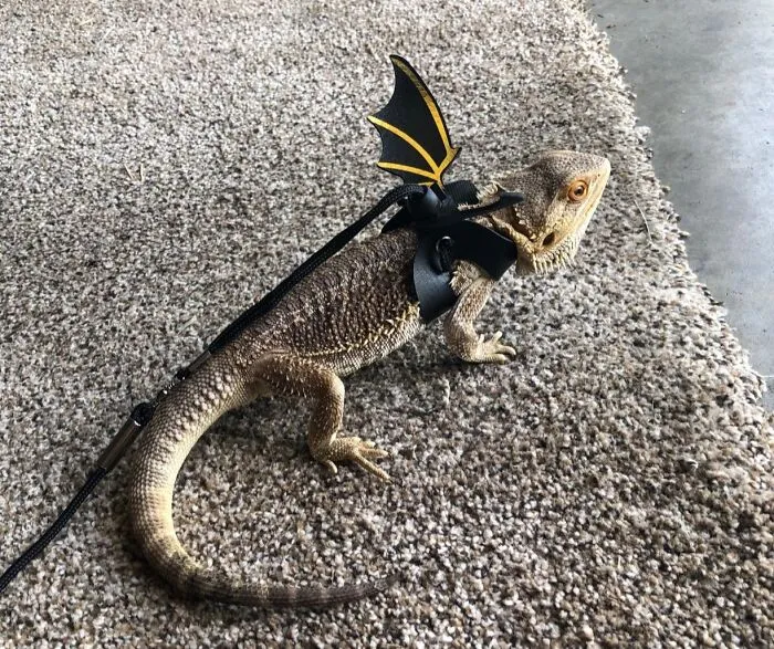 Okay, So Maybe This Isn't For Your Dog Dog, But If Your Other Scaly Best Friend Wants To Join The Summer Park Hangs, They Can Do It Looking Like A Tiny, Adorable Fantasy Creature With <a Style="Display:inline;" Href="Https://Www.amazon.com/Adjustable-Bearded-Harness-Khlz-Us/Dp/B07rbkfh1v?ie=utf8&linkcode=ll1&tag=bppanther-20&linkid=48b2a310d9adb762c74f8584b4e26d97&language=en_us&ref_=as_li_ss_tl" Target="_blank"><span Style="Font: Inherit; Color: #d74b1f;"> This Bearded Dragon Leash That Comes With Its Own Fabulous Set Of Wings</Span>