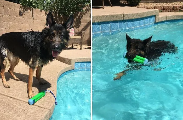 Your Dog's Summer Splash Sessions Are About To Get A Major Glow-Up Because <a Style="Display:inline;" Href="Https://Www.amazon.com/Chuckit-Amphibious-Bumper-Assorted-Colors/Dp/B001aqz4fe?ie=utf8&th=1&linkcode=ll1&tag=bppanther-20&linkid=742140c21dab9a75892e22085f6679fd&language=en_us&ref_=as_li_ss_tl" Target="_blank"><span Style="Font: Inherit; Color: #d74b1f;"> The Chuckit! Amphibious Fetch Stick </Span> Makes Those Old Sinking Toys Look So Last Year