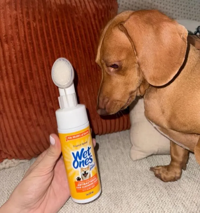 Your Dog's Summer Paw Prints All Over The Clean Floor Are A Vibe Nobody Asked For, So <a Style="Display:inline;" Href="Https://Www.amazon.com/Wet-Ones-Antibacterial-Cleansing-Scrubber/Dp/B0ct623c62?ie=utf8&th=1&linkcode=ll1&tag=bppanther-20&linkid=c60af340d4ca027e4df3a699d1ba5a8c&language=en_us&ref_=as_li_ss_tl" Target="_blank"><span Style="Font: Inherit; Color: #d74b1f;"> These Wet Ones For Pets Antibacterial Paw Cleaners </Span> Are Basically Your Express Ticket Back To Hygienic Toe Beans
