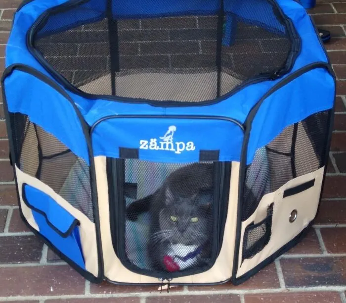 Your Dog Can Enjoy The Summer Breeze Without You Having To Play Constant 'Where Did They Go?' Thanks To <a Style="Display:inline;" Href="Https://Www.amazon.com/Zampa-Portable-Foldable-Exercise-Resistant/Dp/B082bbct7n?ie=utf8&th=1&linkcode=ll1&tag=bppanther-20&linkid=fba5107873cc3a5443f57fb5bdc69397&language=en_us&ref_=as_li_ss_tl" Target="_blank"><span Style="Font: Inherit; Color: #d74b1f;"> This Foldable Outdoor Playpen</Span> That Creates An Instant, Safe Vip Lounge For Your Furry Friend
