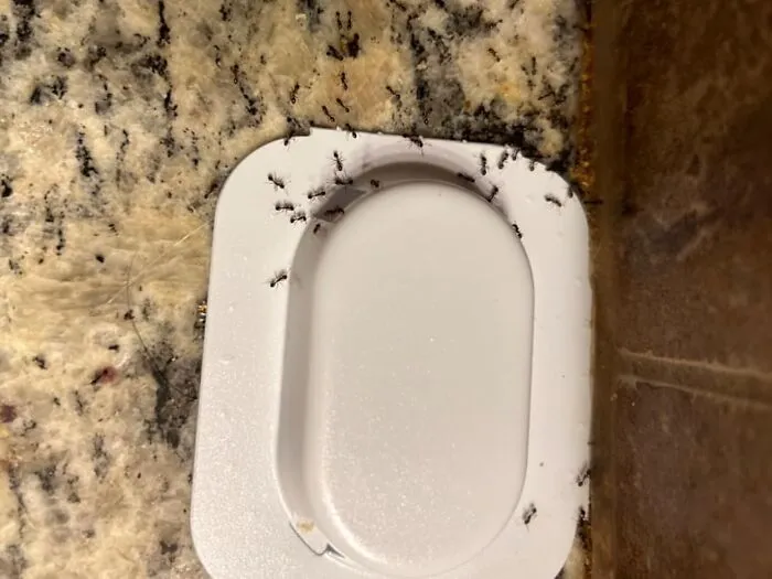 Those Tiny Uninvited Kitchen Guests Who Think Your Countertops Are Their Personal Highway Are About To Take A One-Way Trip To Oblivion Thanks To These <a Style="Display:inline;" Href="Https://Www.amazon.com/Killer-Household-Colony-Months-Resistant/Dp/B016ddkvro?ie=utf8&th=1&linkcode=ll1&tag=bpparrot-20&linkid=f76bd1f342c28895734004cb66d6c680&language=en_us&ref_=as_li_ss_tl" Target="_blank"><span Style="Font: Inherit; Color: #d74b1f;"> Raid Ant Killer Baits </Span>