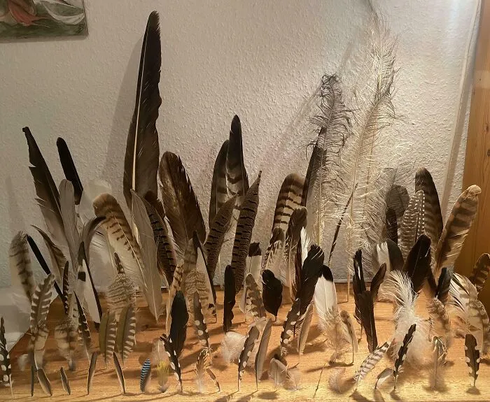 My Collection Of Feathers
