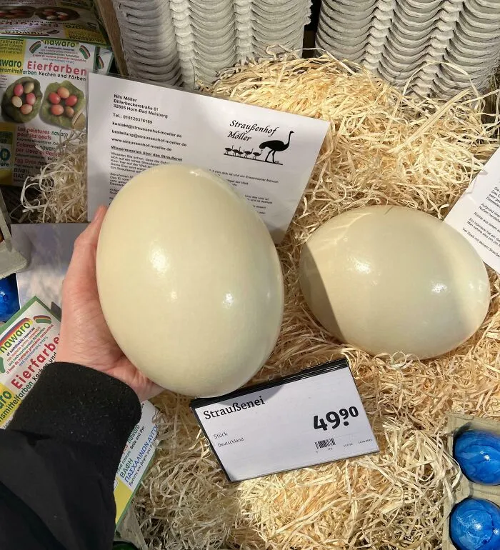 Huevo de avestruz grande en exhibición con precio, foto interesante que parece ilegal mirarla sin protección.