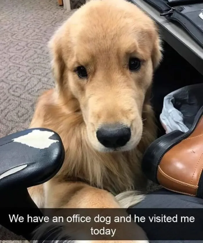 50 Funny Dog Memes That Are A True Ray Of Sunshine On A Tiring Day