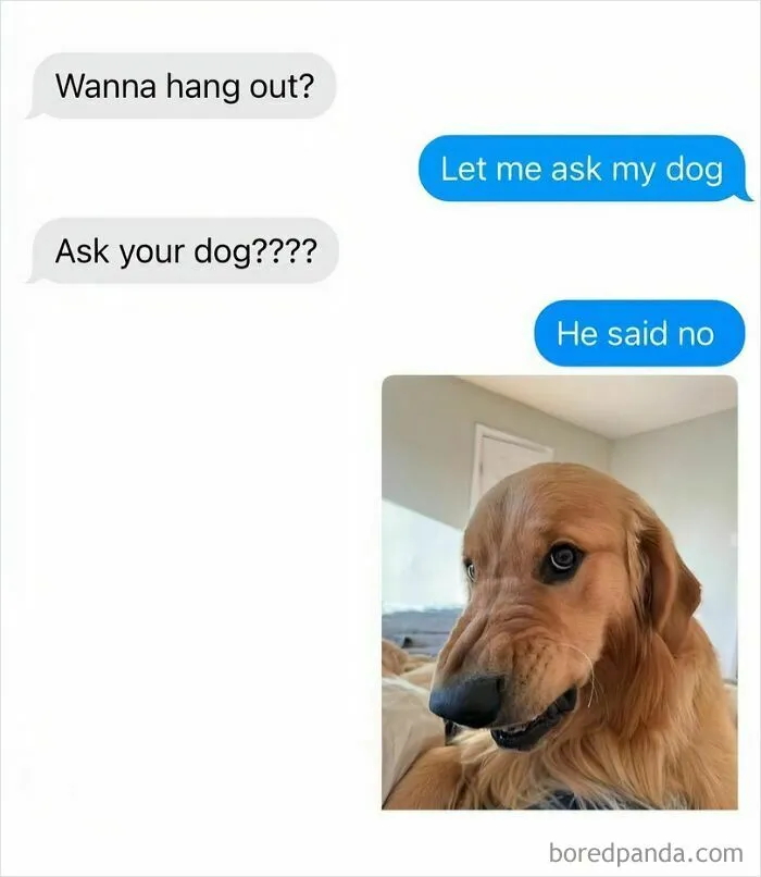 50 Funny Dog Memes That Are A True Ray Of Sunshine On A Tiring Day
