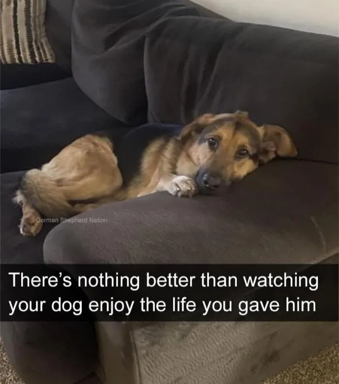 50 Funny Dog Memes That Are A True Ray Of Sunshine On A Tiring Day
