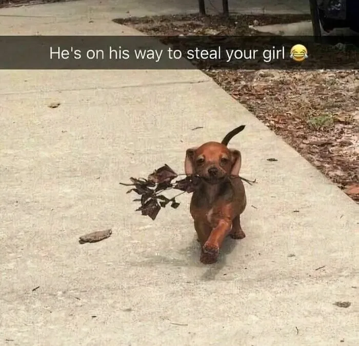 50 Funny Dog Memes That Are A True Ray Of Sunshine On A Tiring Day