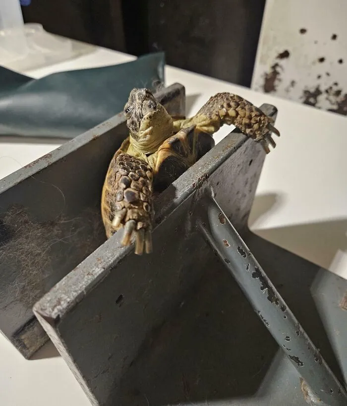 Esta tortuga se hizo radiografías en mi trabajo ayer