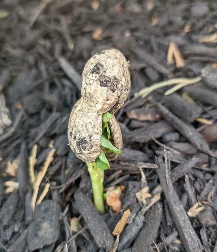 He encontrado un cacahuete silvestre