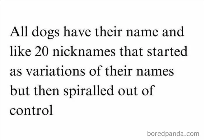 50 Funny Dog Memes That Are A True Ray Of Sunshine On A Tiring Day