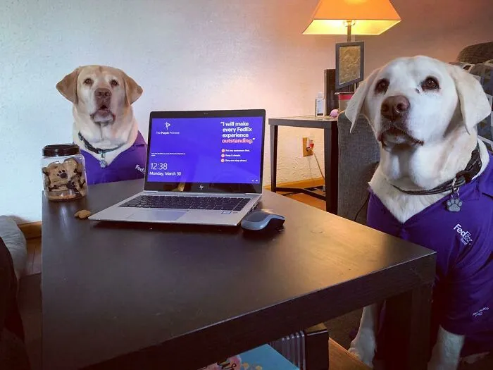 My Sister Works For FedEx. These Are Her New Co-Worker While She’s Working Remote